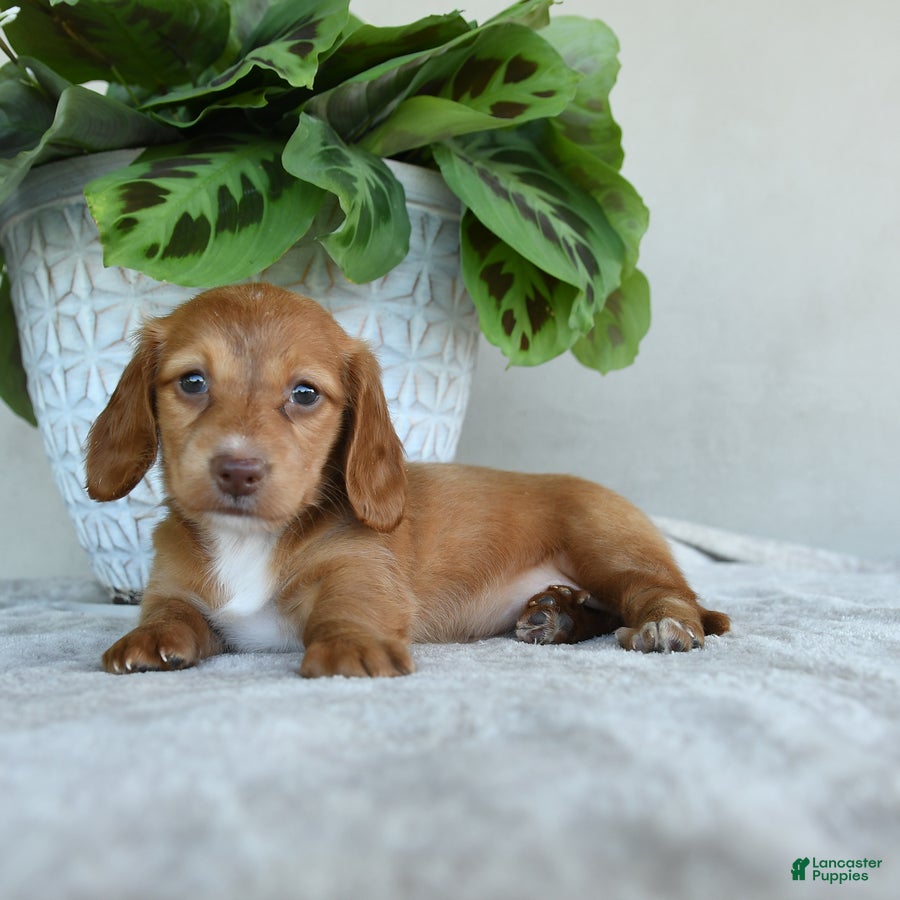 Dachshund dogs for sale: Peanuts - Ad 3