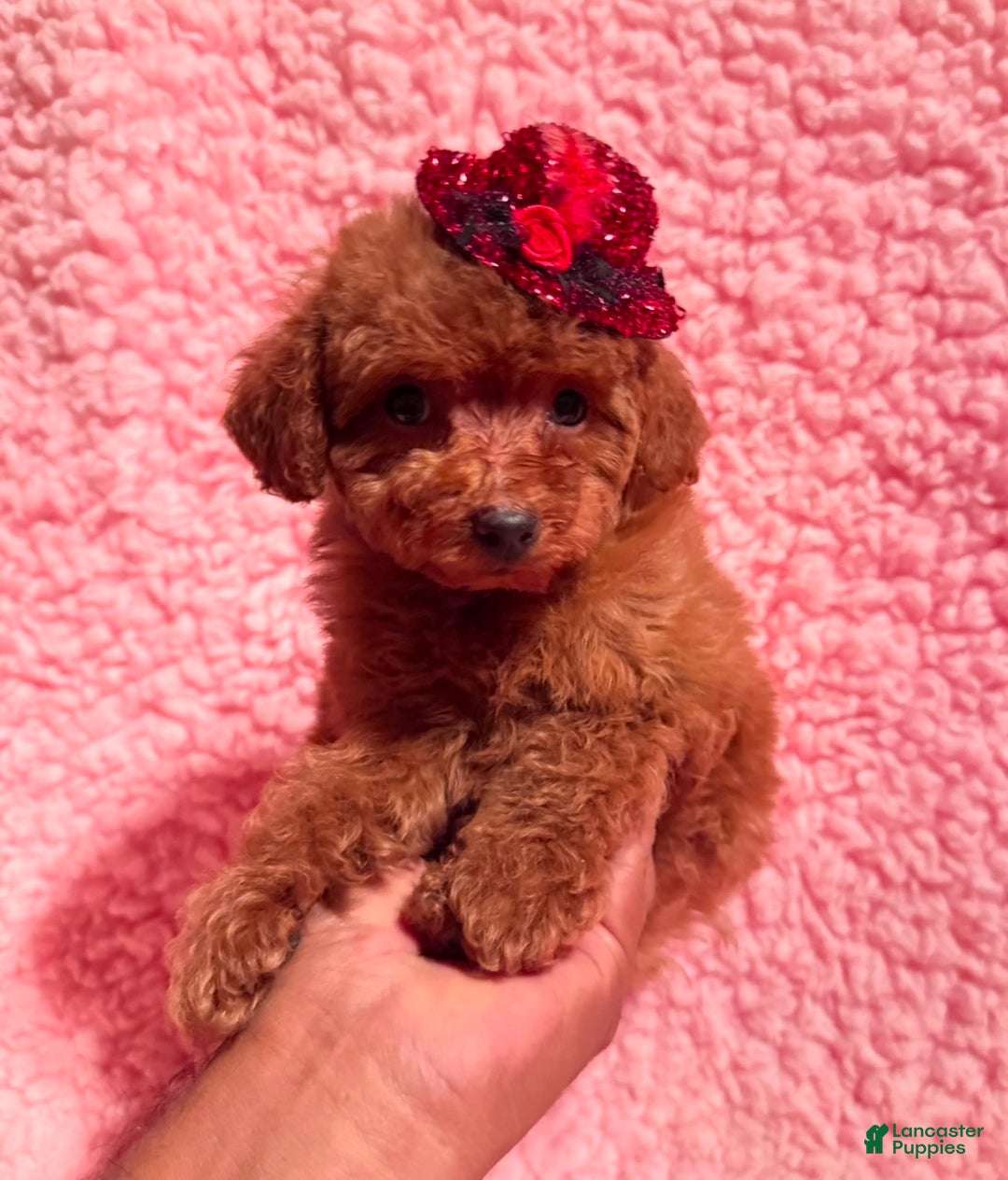 Toy Poodle dogs for sale: Ginger - Ad 4