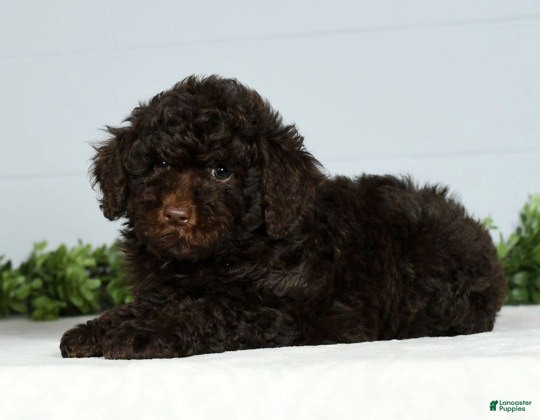 Miniature Poodle dogs for sale: Jinger - Ad 7