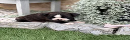 Boston Terrier dogs for sale: Keeth - Ad 10