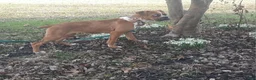 Boxer dogs for sale: Que - Ad 6