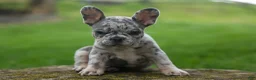 French Bulldog dogs for sale: Archie Beautiful Merle  Pup💙🐾 - Ad 10