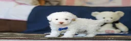 Toy Poodle dogs for sale: Bingo - Ad 6