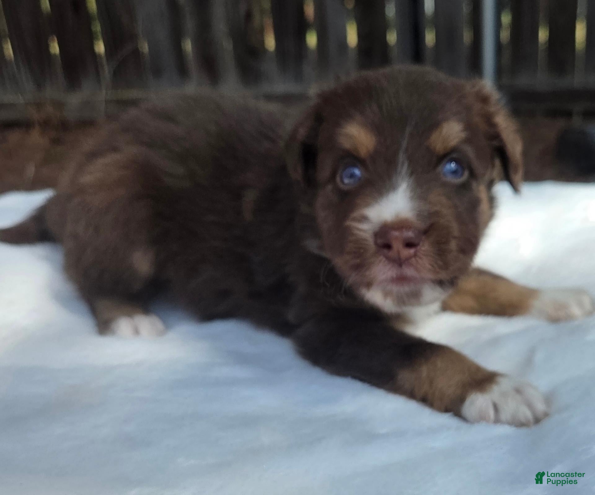 Australian Shepherd dogs Silas - Ad 2