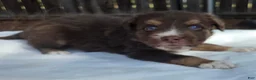 Australian Shepherd dogs for sale: Silas - Ad 2