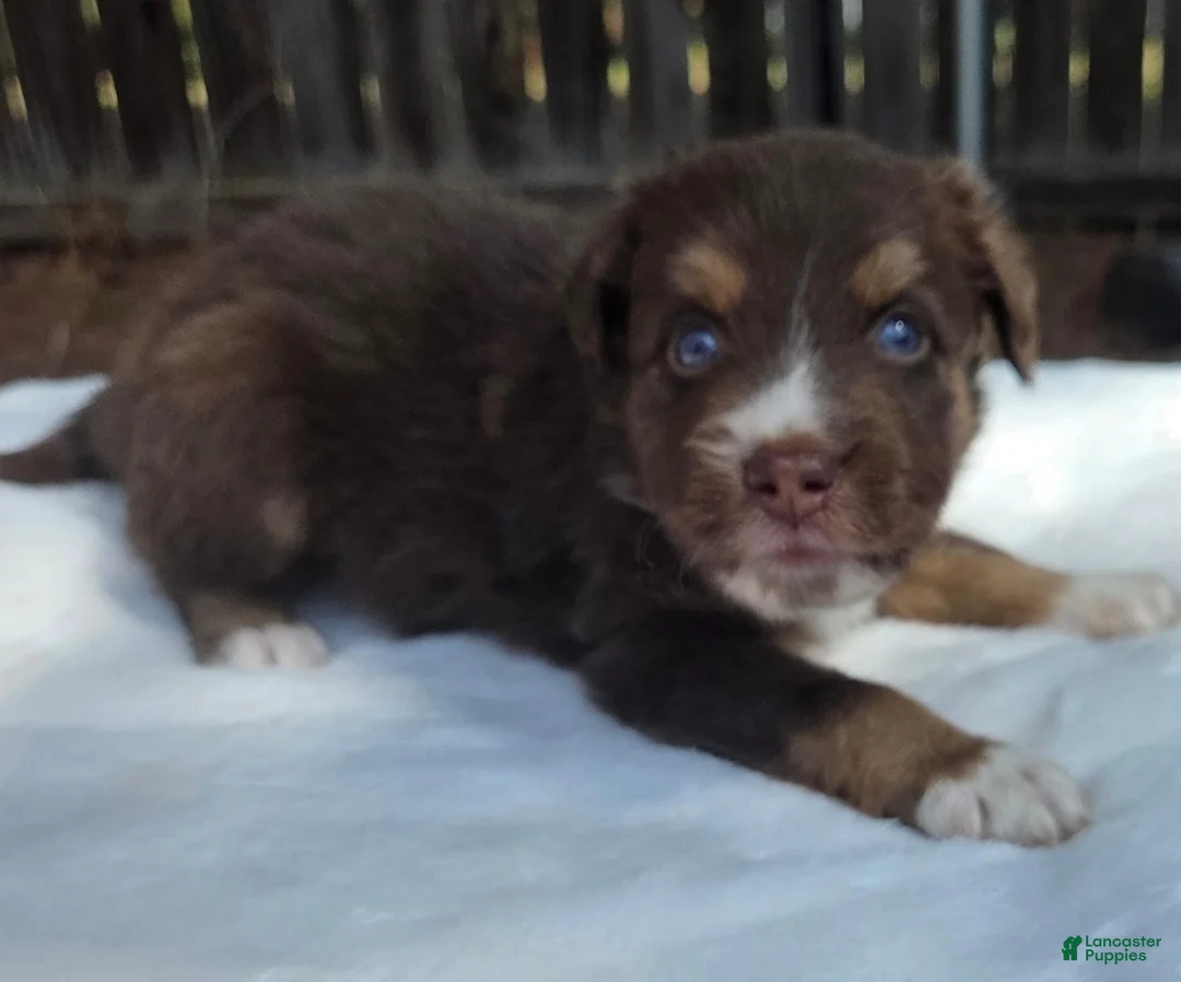 Australian Shepherd dogs for sale: Silas - Ad 2
