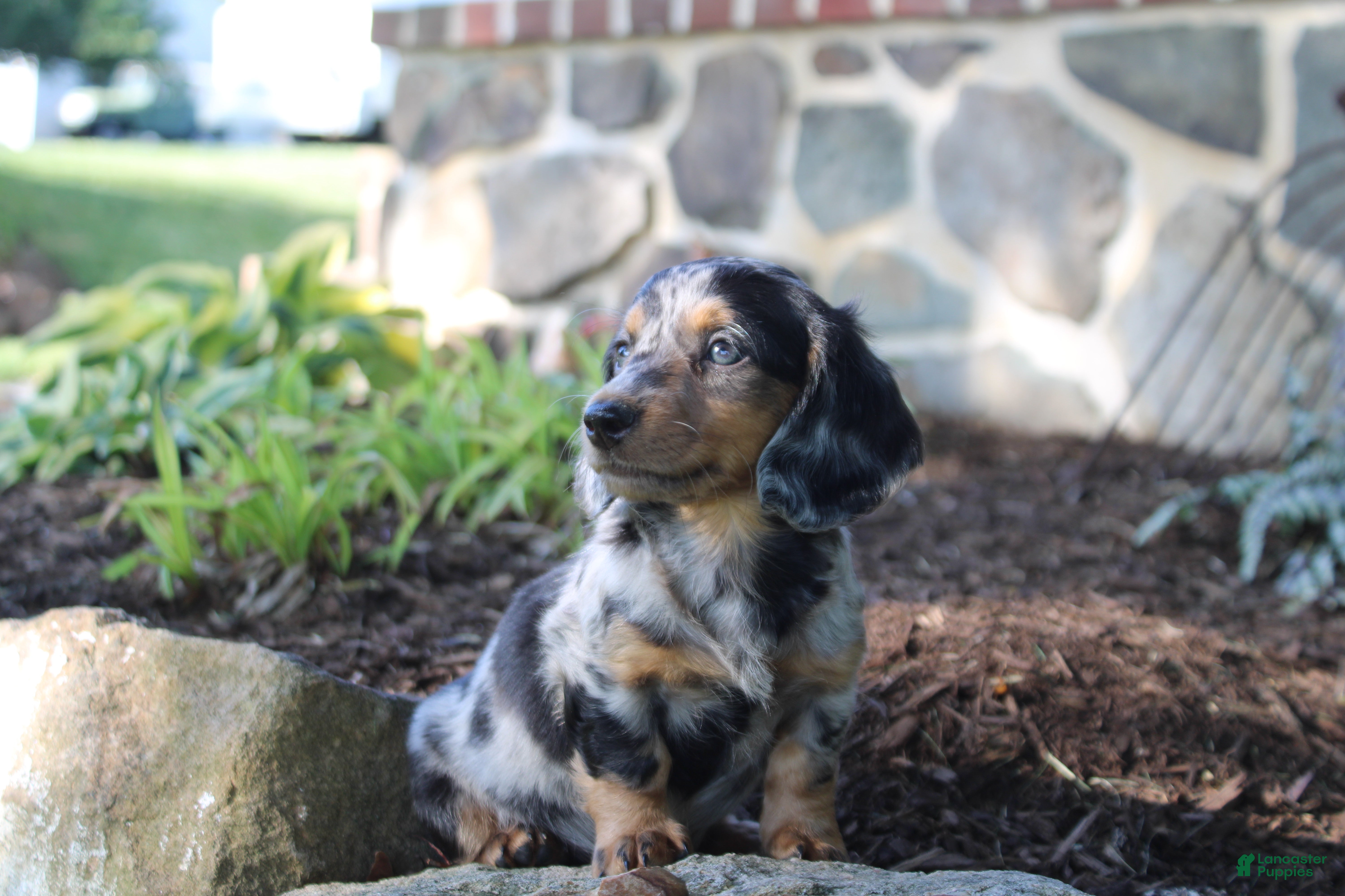 Dachshund dogs PETUNIA - Ad 2