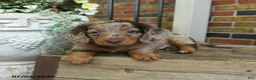 Miniature Dachshund dogs for sale: Rocky Road - Ad 3