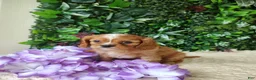 Cavalier King Charles Spaniel dogs for sale: Trixie  - Ad 3