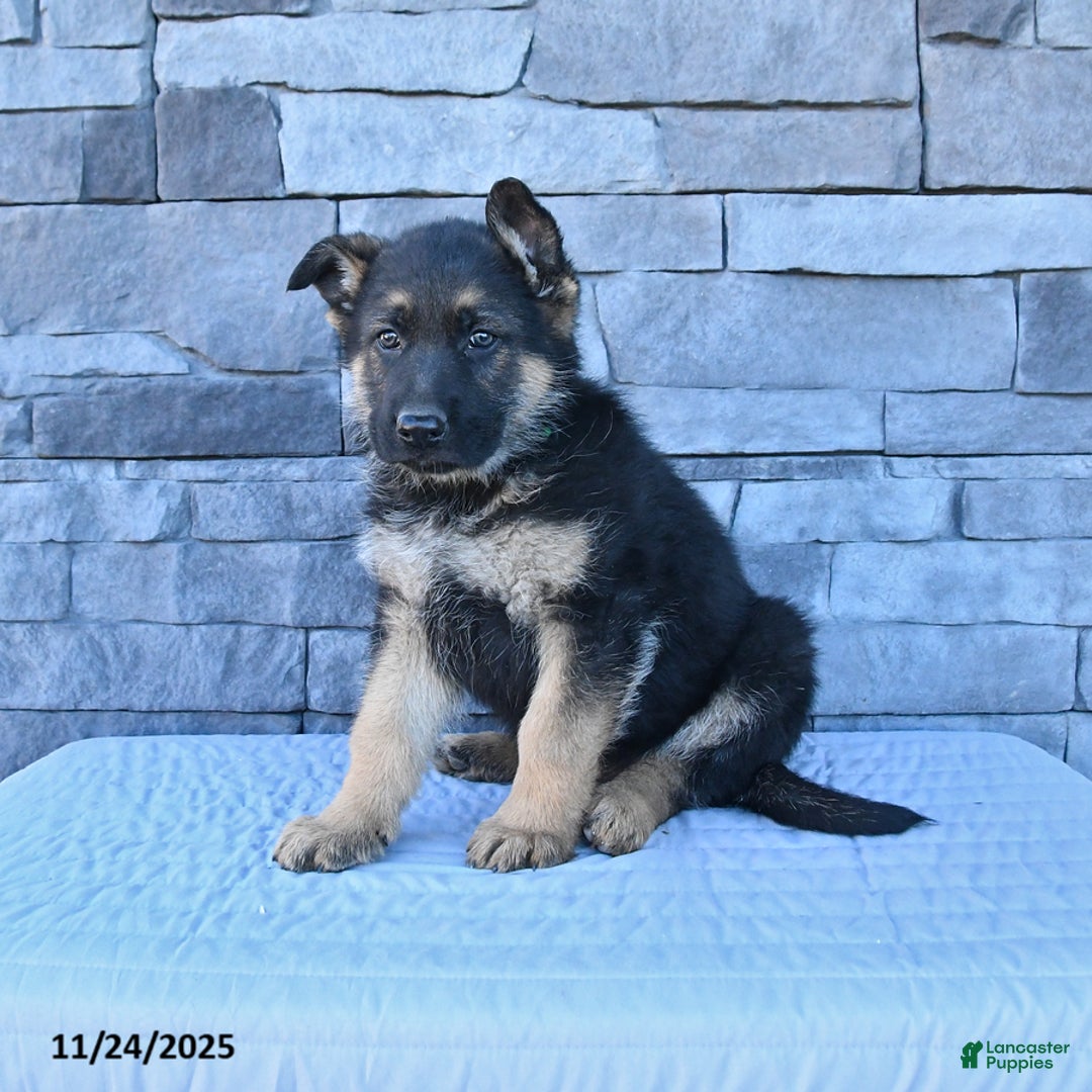German Shepherd dogs for sale: Hoss - Ad 1
