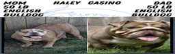 English Bulldog dogs for sale: Zoey - Ad 12
