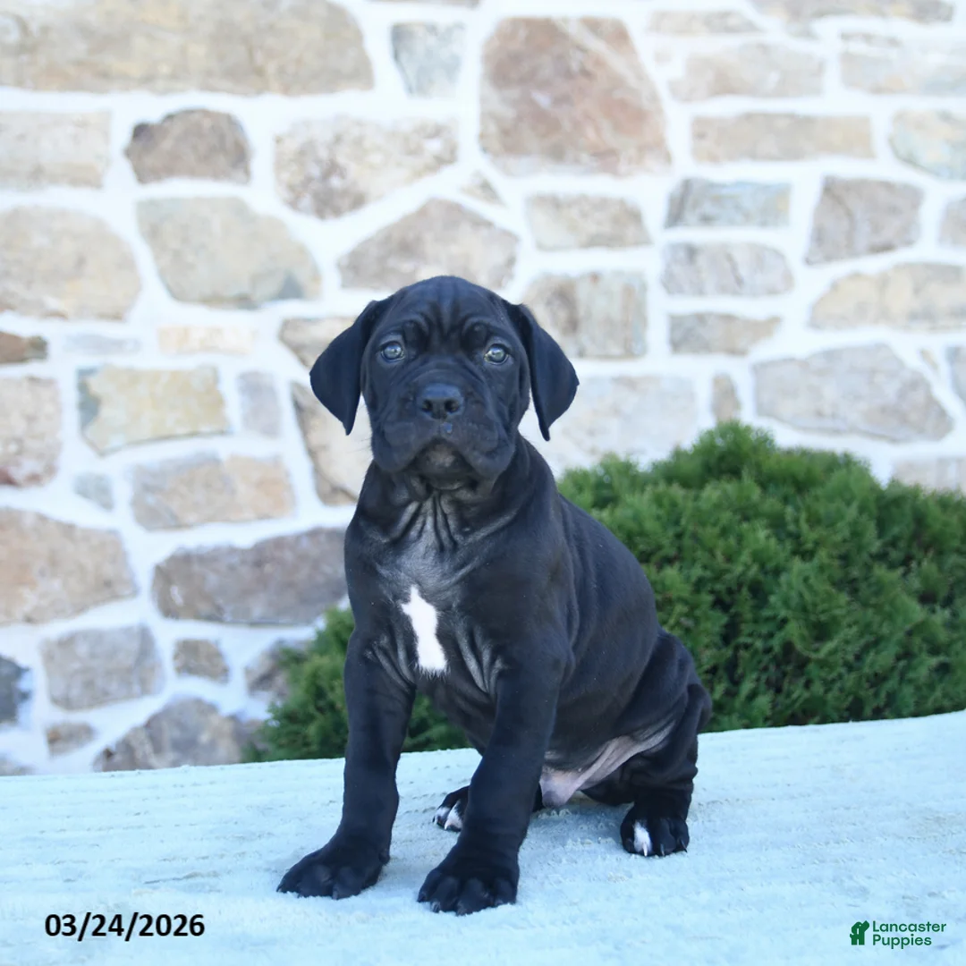 Cane Corso dogs for sale: Tazer - Ad 1