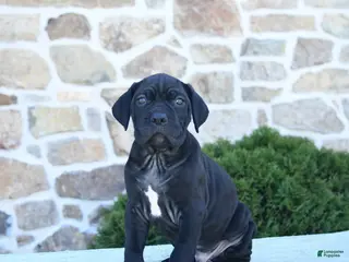 Cane Corso dogs for sale: Tazer - Ad 1