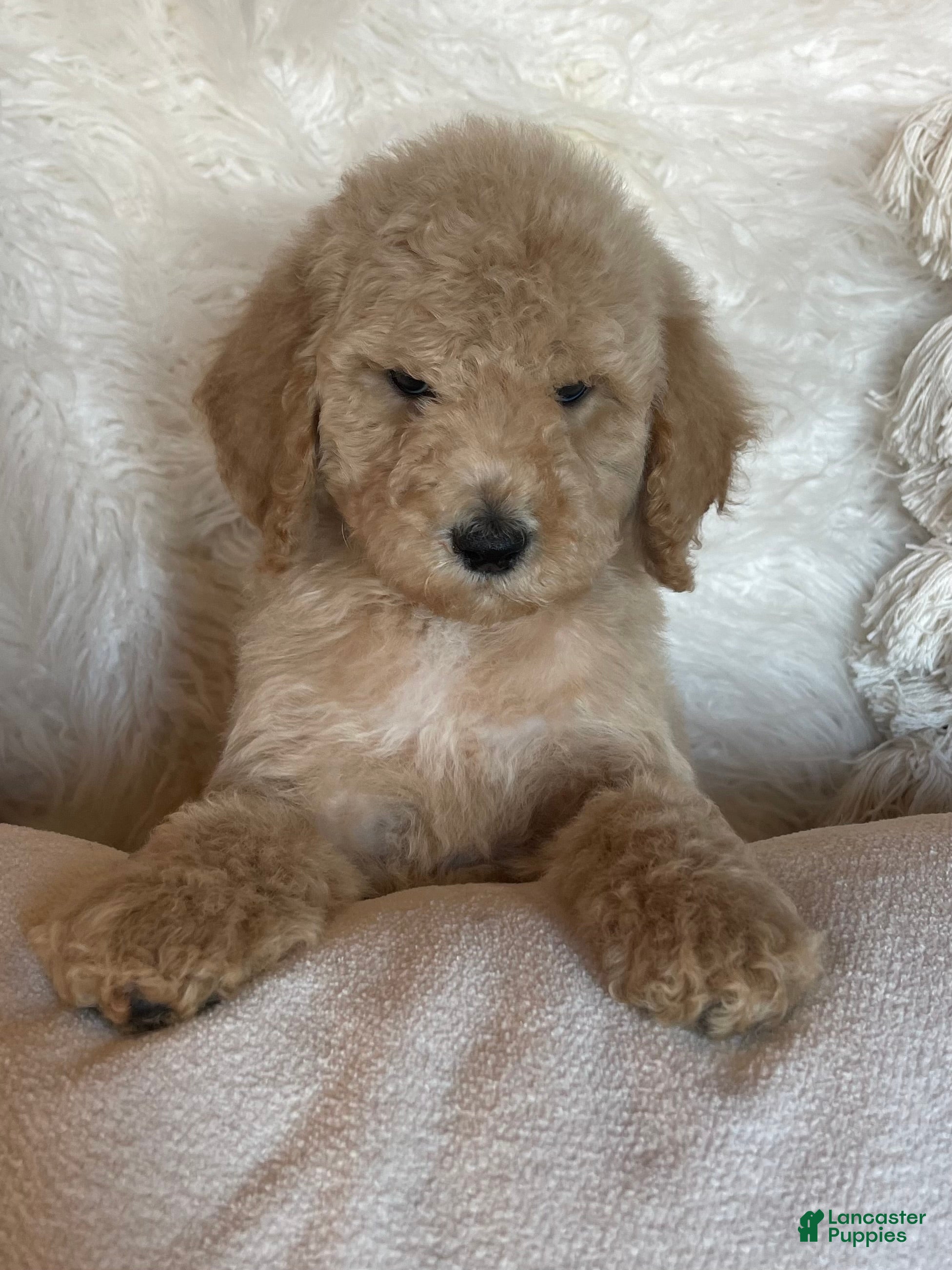 Goldendoodle dogs “Kringle” Male CKC Goldendoodle 🐶 parents dna/health tested clear  - Ad 17