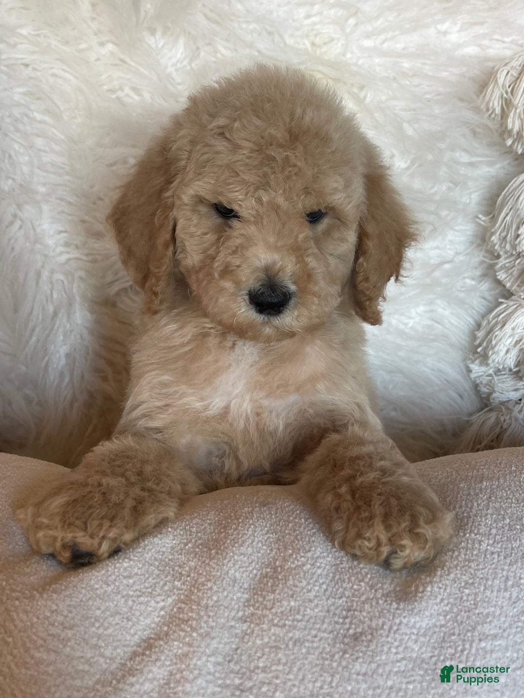 Goldendoodle dogs for sale: “Kringle” Male CKC Goldendoodle 🐶 parents dna/health tested clear  - Ad 1
