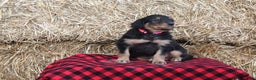 English Shepherd dogs for sale: Tahlia - Ad 1