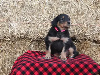 English Shepherd dogs Tahlia - Ad 4