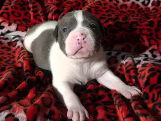 Mixed Breed dogs "SNOOP DOGG" BLUE NOSE - Ad 24