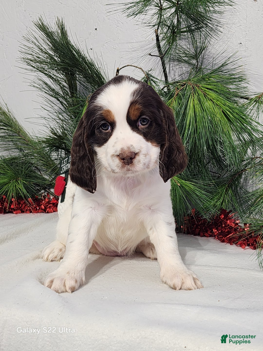 English Springer Spaniel dogs for sale: Marlene  - Ad 4