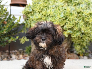 Shihpoo dogs - Ad 29
