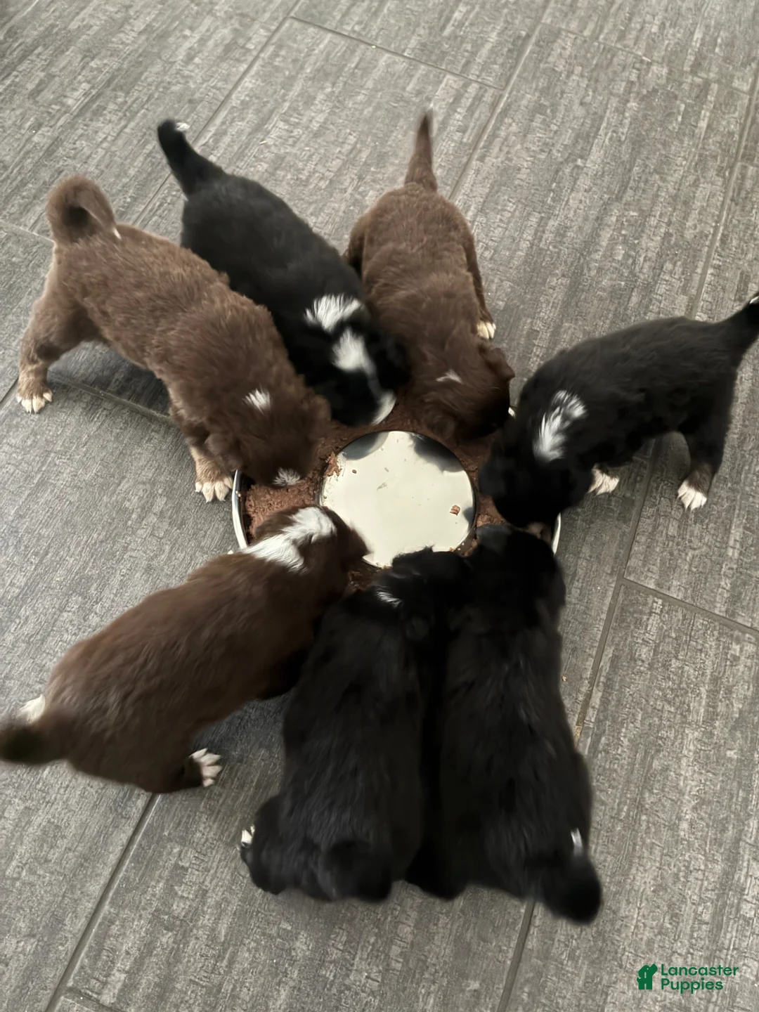 Miniature Australian Shepherd dogs for sale: Miniature Australian Shepherd Puppy 5 - Ad 1