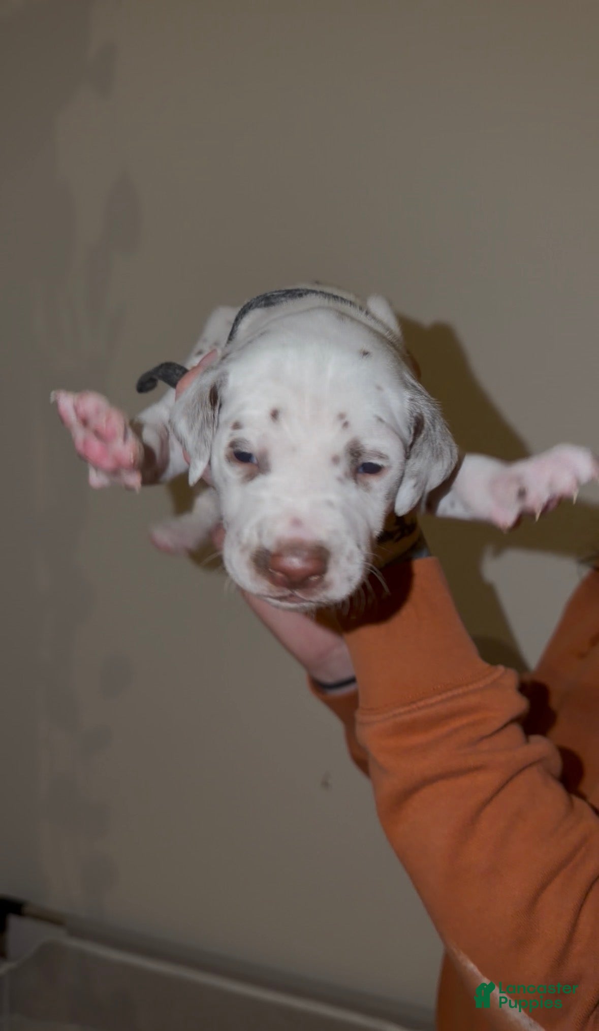 Dalmatian dogs Fat Boy - Ad 23