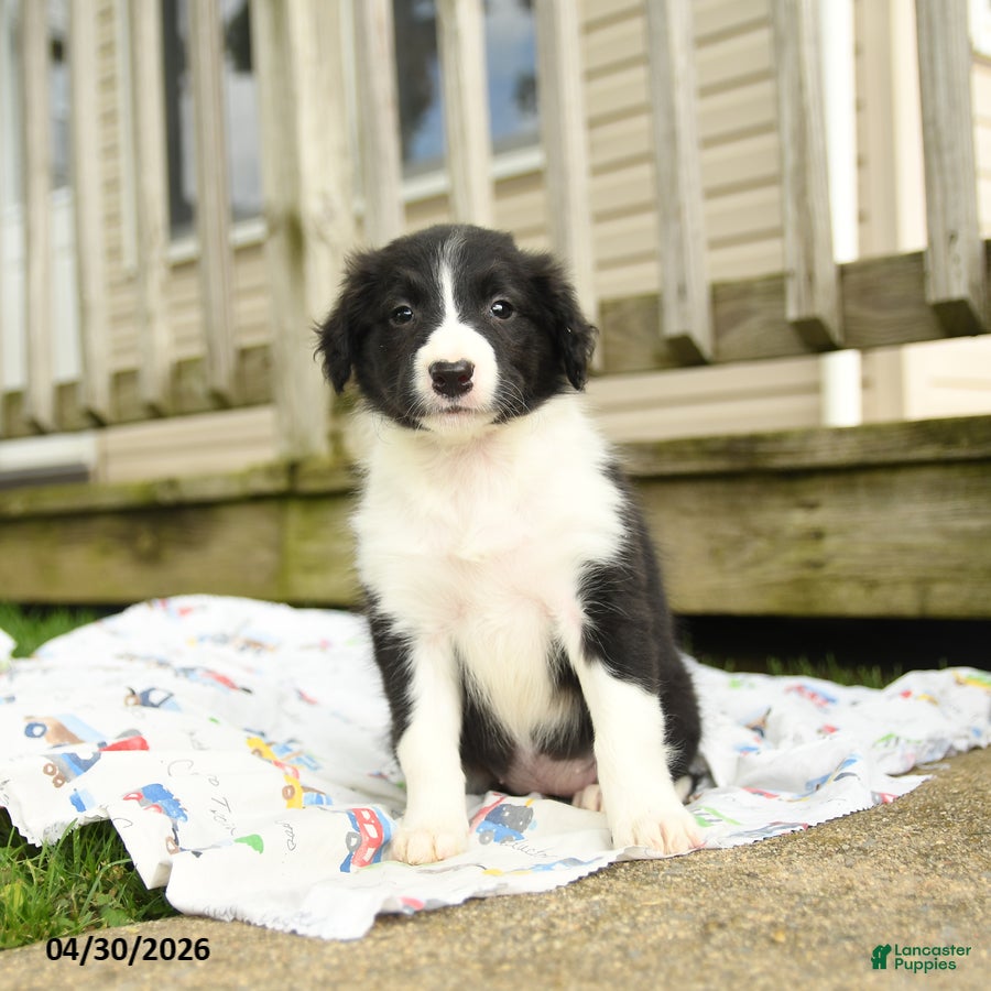 Border Collie dogs Haley - Ad 1