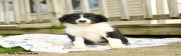 Border Collie dogs for sale: Haley - Ad 1