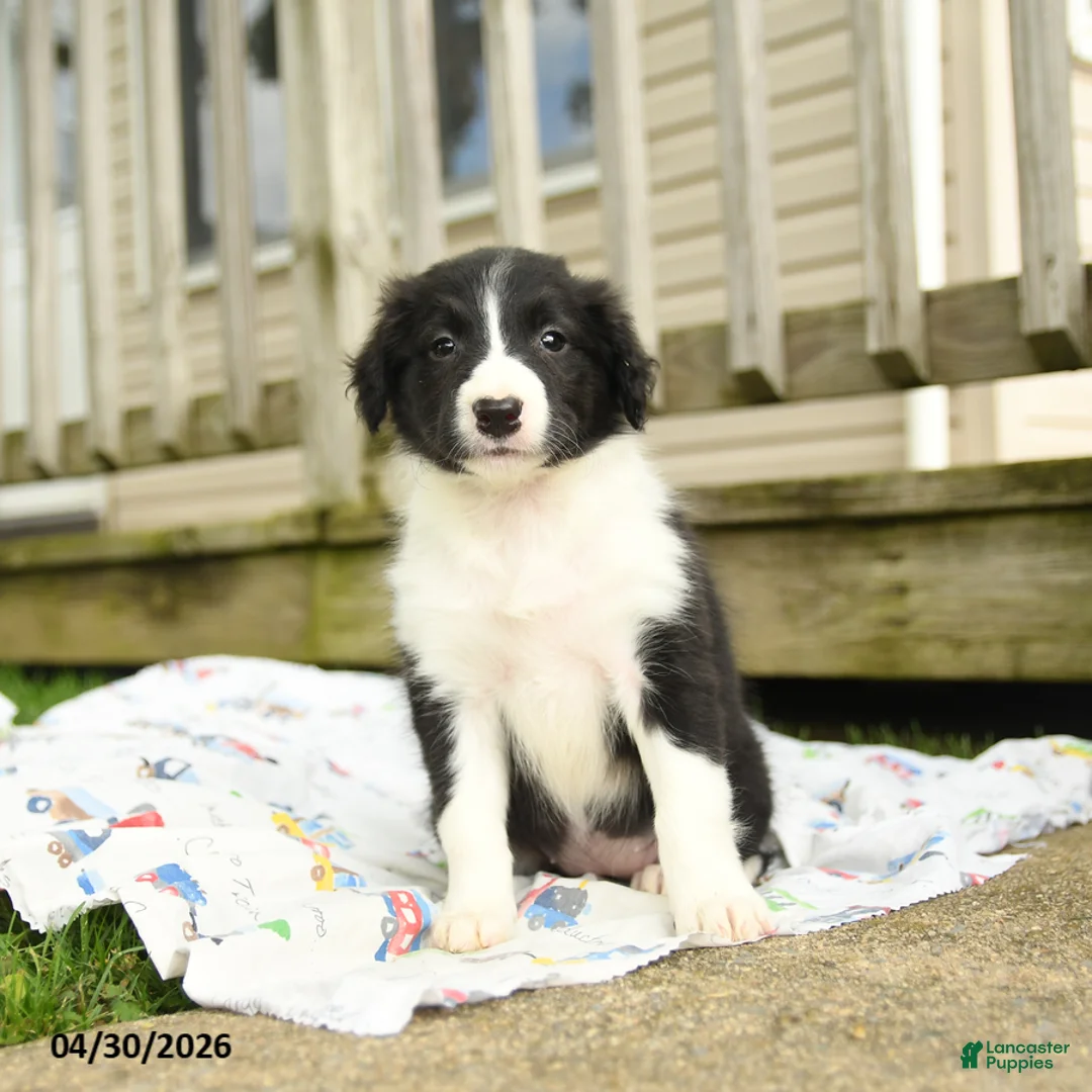 Border Collie dogs for sale: Haley - Ad 1