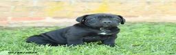 Cane Corso dogs for sale: Dallas - Ad 4
