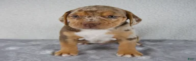 Tucker