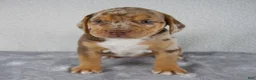Beabull dogs for sale: Tucker - Ad 1