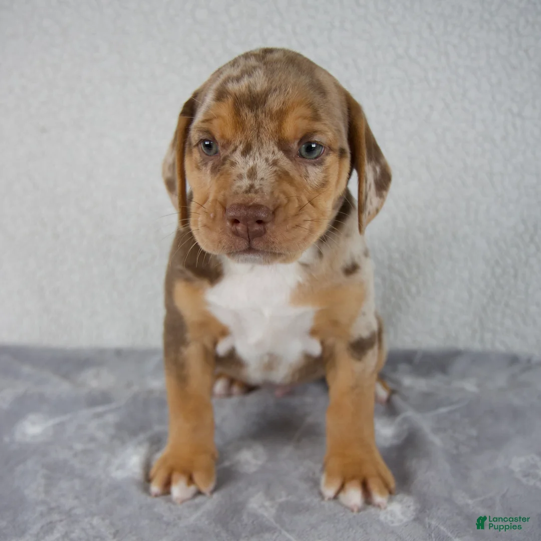 Beabull dogs for sale: Tucker - Ad 1