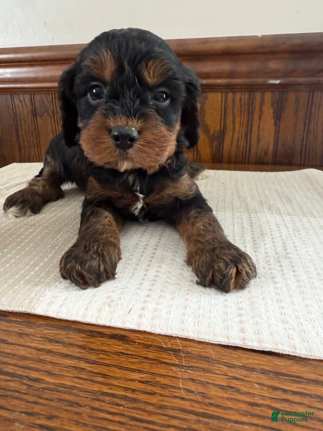 Cavapoo dogs for sale: Cavapoo Puppy 5 - Ad 2