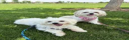 Malshi dogs for sale: Malshi 4 - Ad 4
