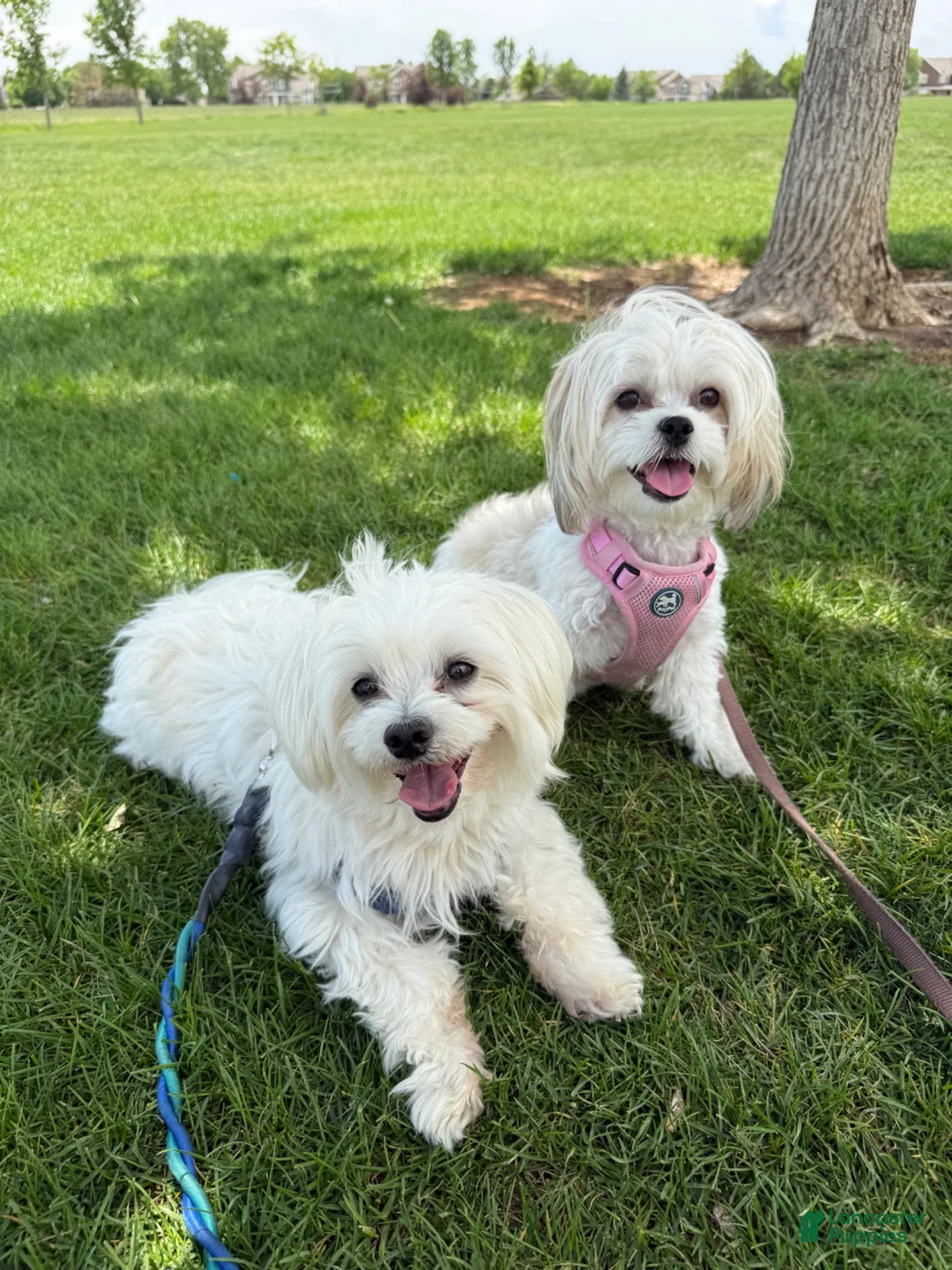 Malshi dogs for sale: Malshi 4 - Ad 4