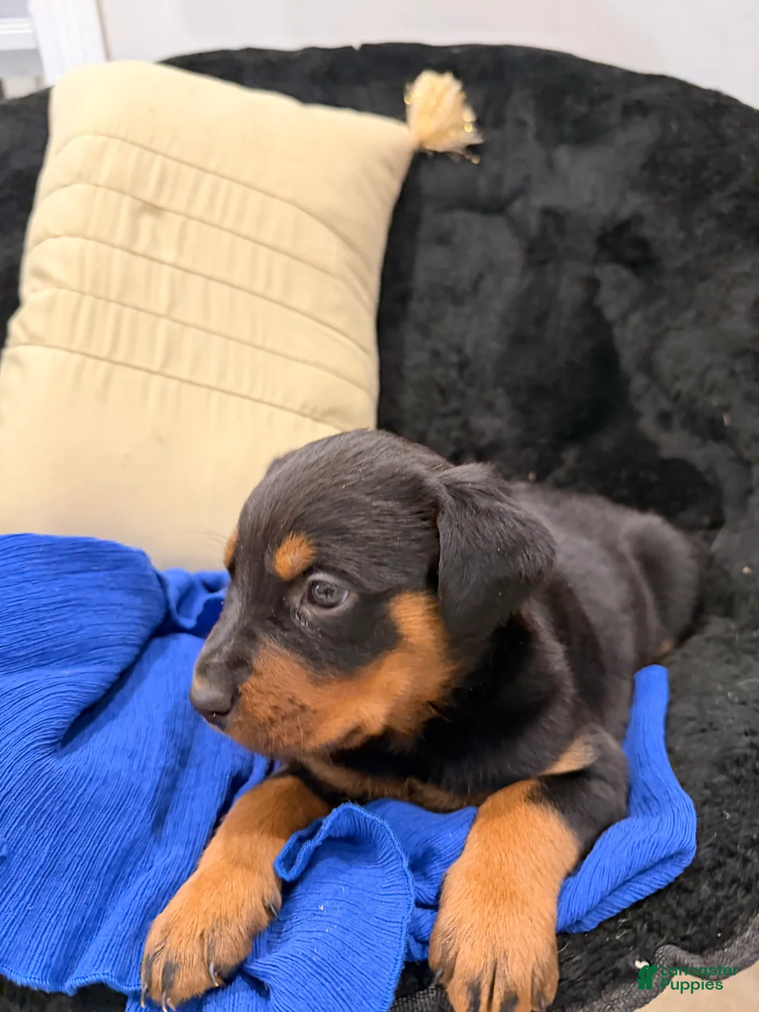 Rottweiler dogs for sale: Rottweiler Puppy 1 - Ad 23