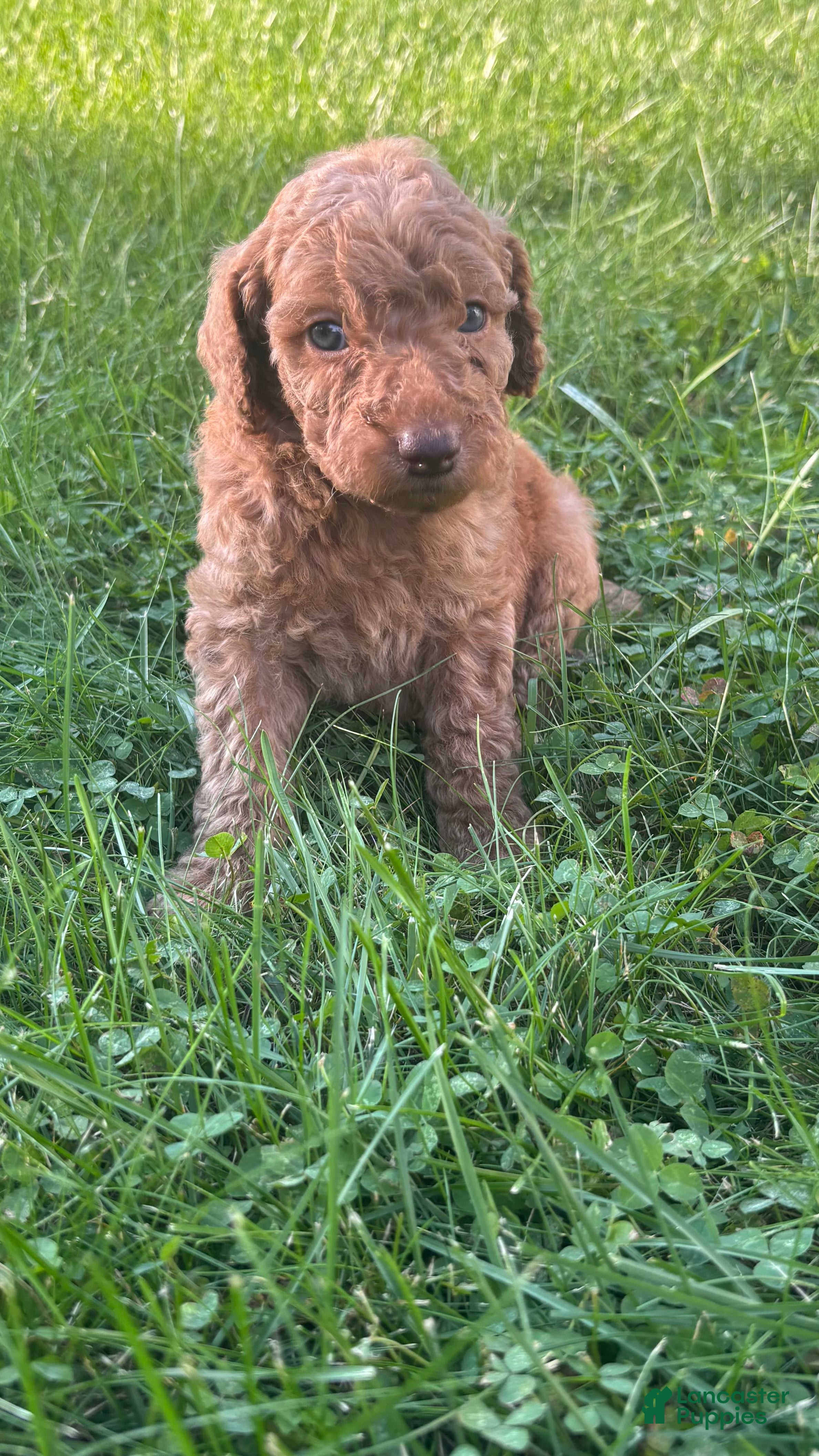 Mini Goldendoodle dogs Brown - Ad 10
