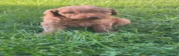 Mini Goldendoodle dogs for sale: Brown - Ad 1