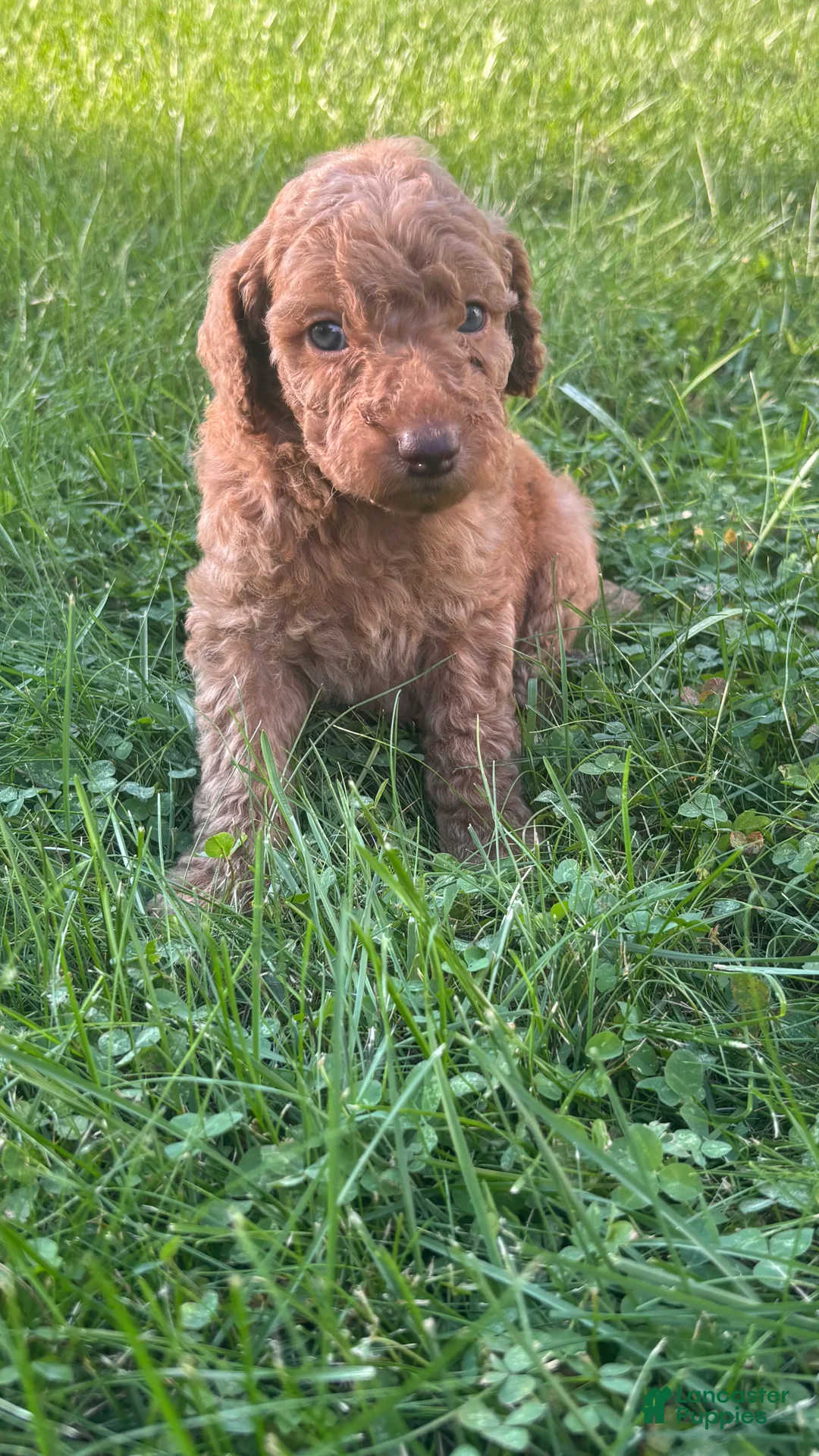 Mini Goldendoodle dogs for sale: Brown - Ad 1
