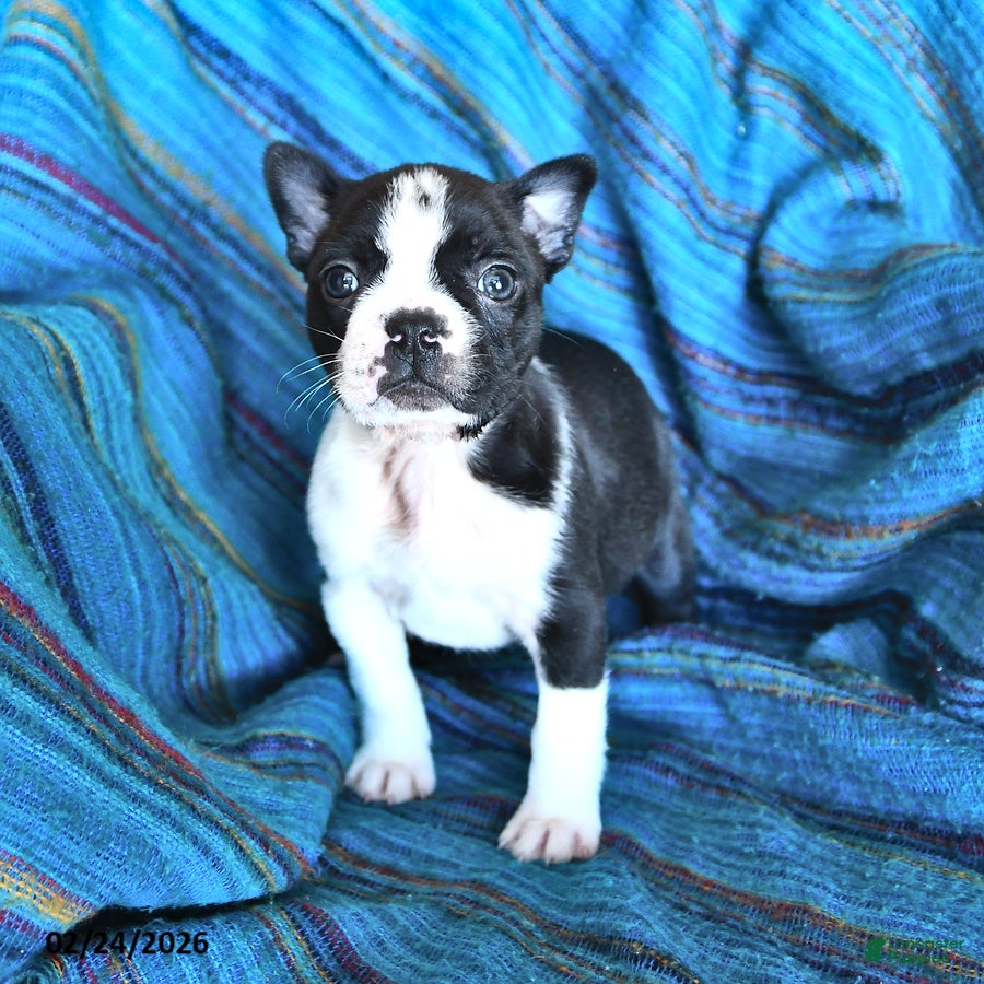 Boston Terrier dogs Genny - Ad 2