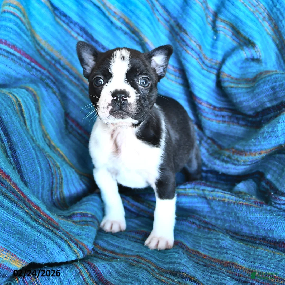 Boston Terrier dogs for sale: Genny - Ad 2