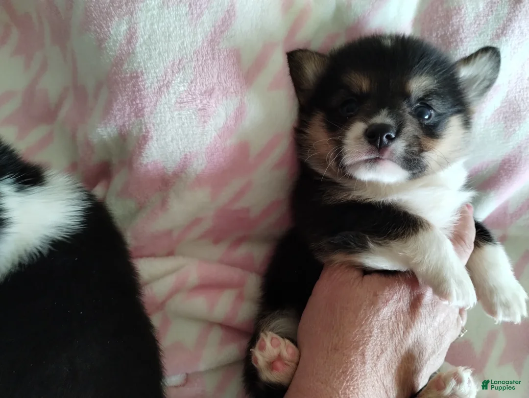 Welsh Corgi Pembroke dogs for sale: Welsh Corgi Pembroke Puppy 2 - Ad 3