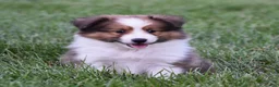 Shetland Sheepdog dogs for sale: Nico - Ad 3