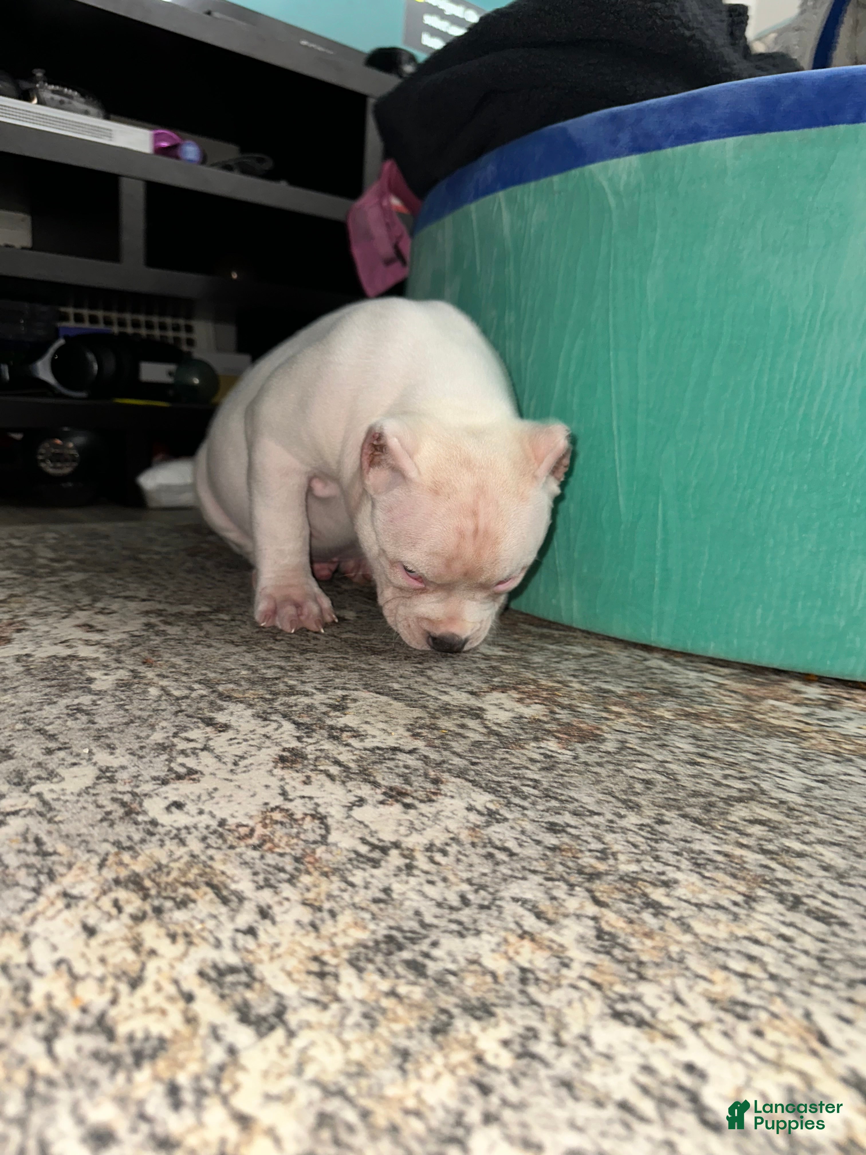 American Bully dogs Marshmallow  - Ad 5