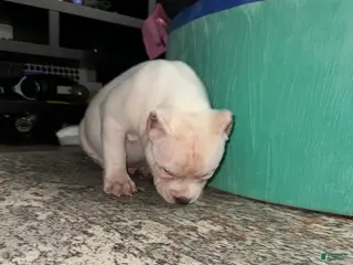 American Bully dogs Marshmallow - Ad 5
