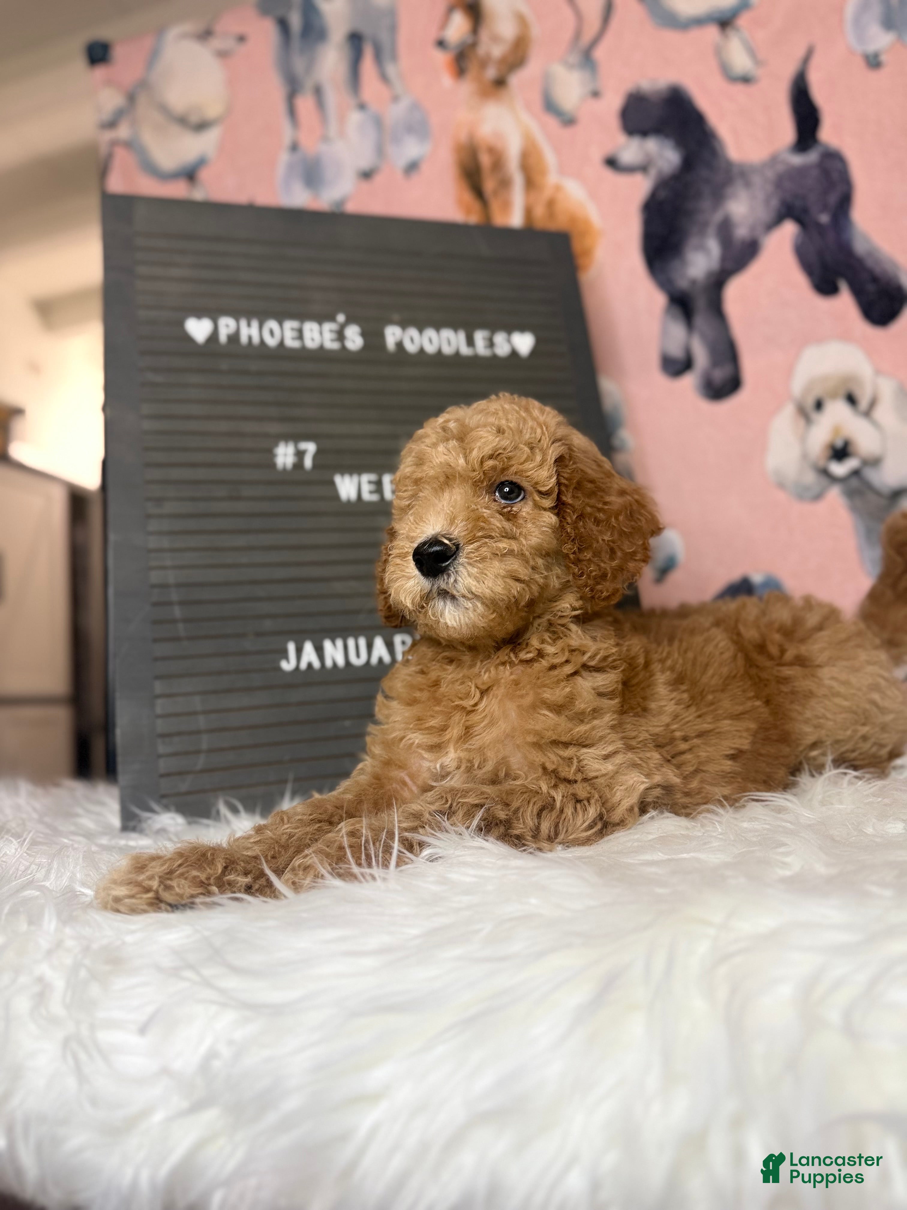 Standard Poodle dogs Standard Poodle Puppy 2 - Ad 5