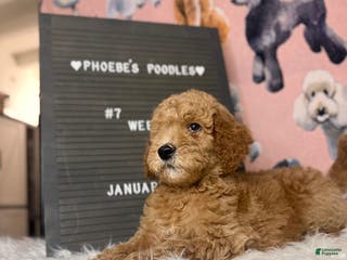 Standard Poodle dogs Standard Poodle Puppy 2 - Ad 18