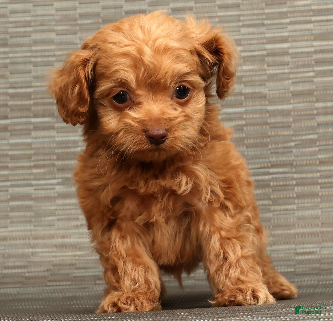 Cockapoo dogs for sale: Carson - Ad 7