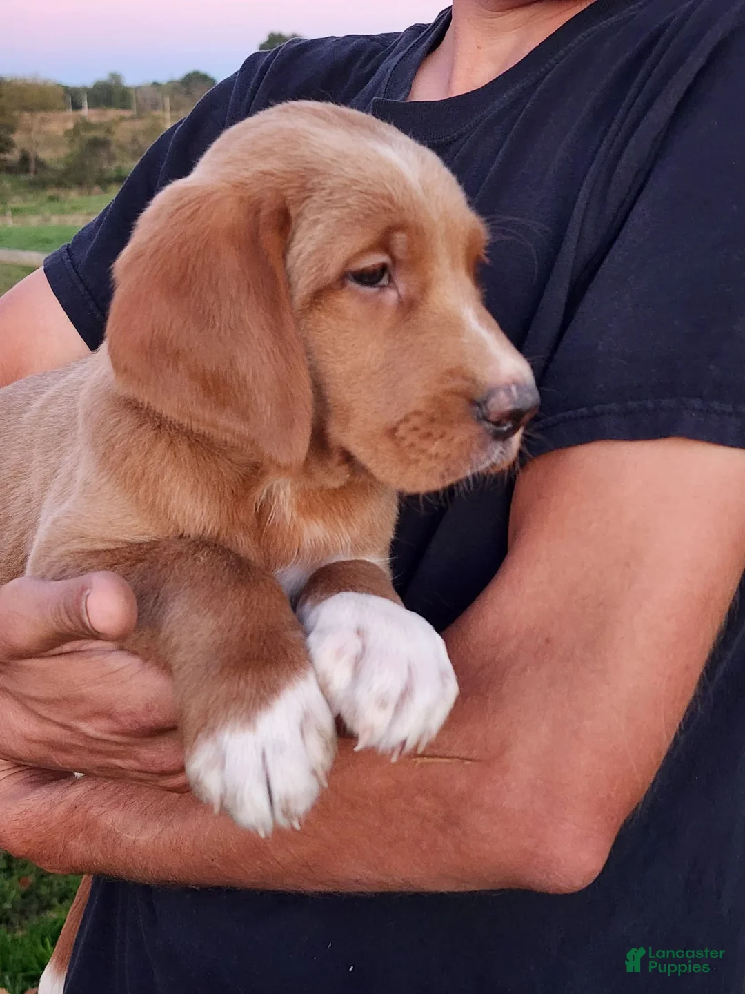 Goldendoodle dogs for sale: Tanner - Ad 2